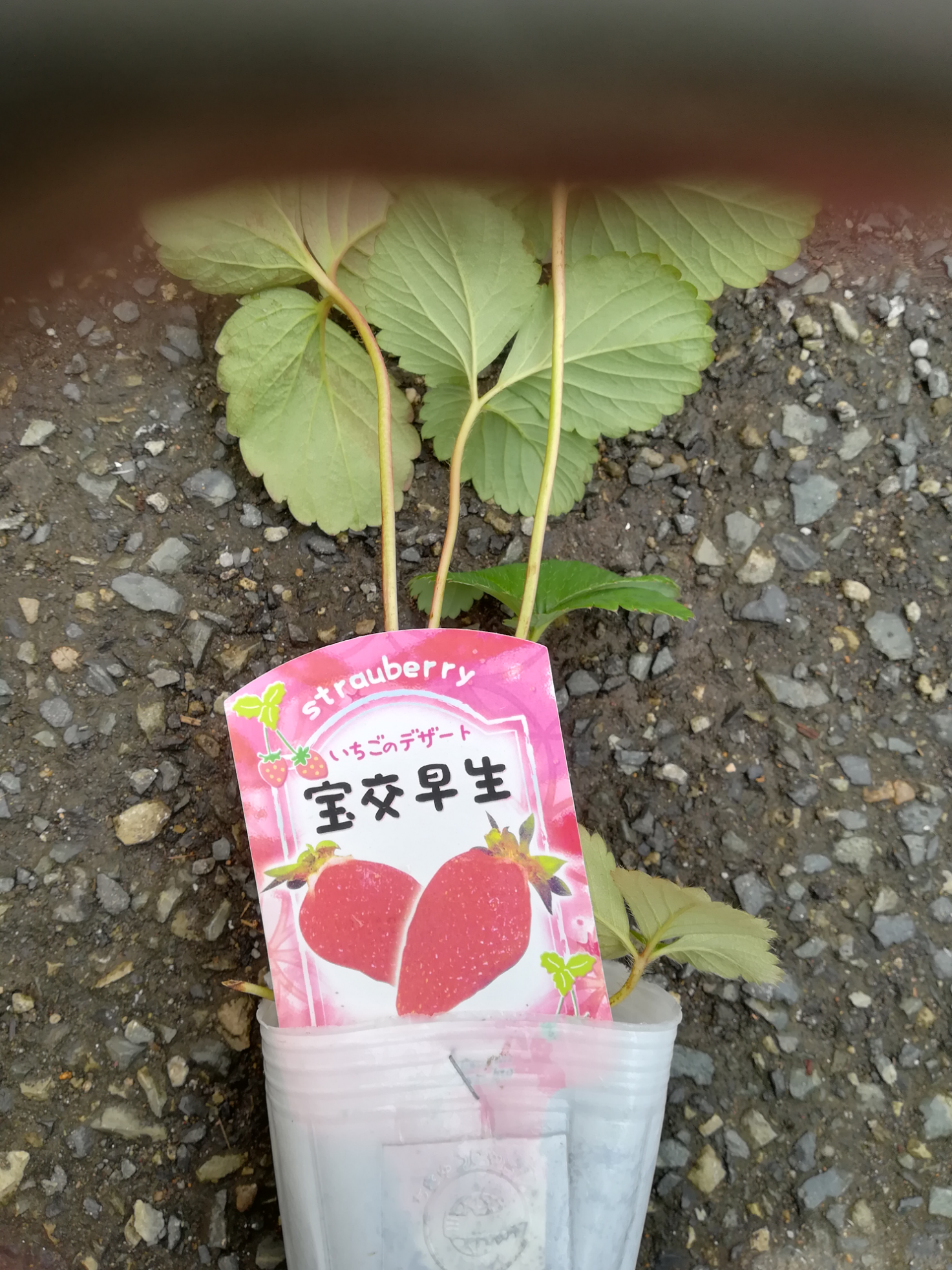 宝交早生 いちご苗 角
