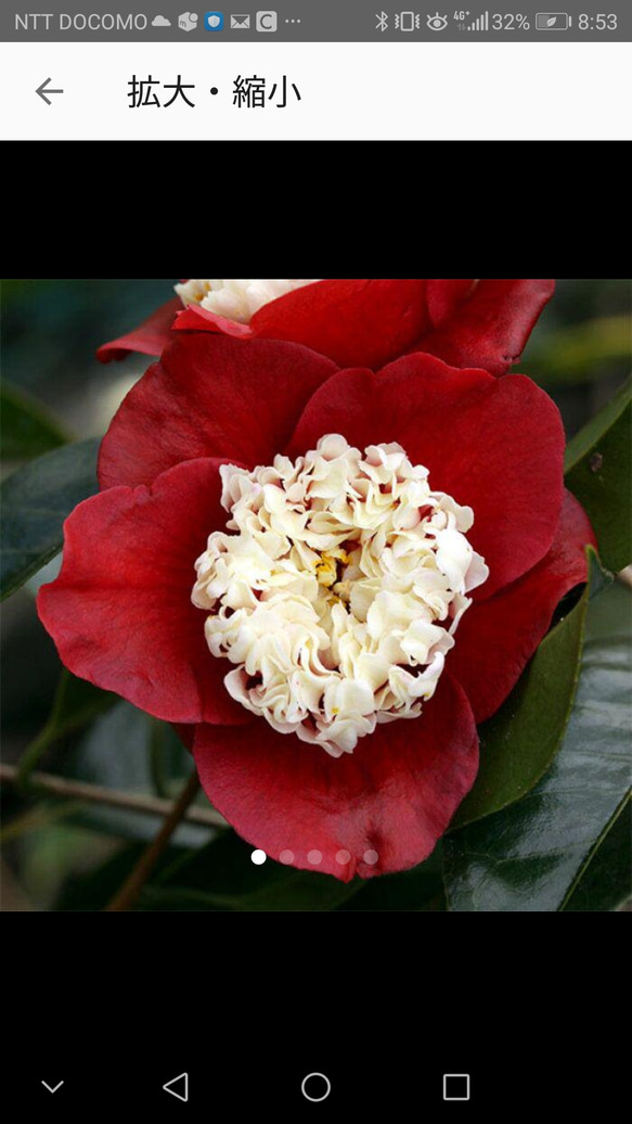 椿 【卜伴】蘂の美しい 椿 茶花としても重宝 その他インテリア雑貨 鈴