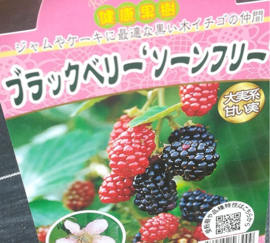 ブラックベリー【ソーンフリー】豊産性刺の殆どない扱いやすい美味しい 