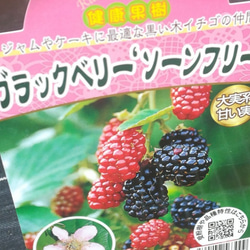 ブラックベリー【ソーンフリー】豊産性刺の殆どない扱いやすい美味しい品種　ピンクの可愛い花も嬉しい 1枚目の画像