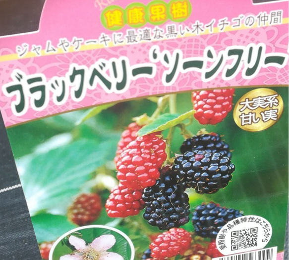 ブラックベリー【ソーンフリー】豊産性刺の殆どない扱いやすい美味しい品種　ピンクの可愛い花も嬉しい 1枚目の画像