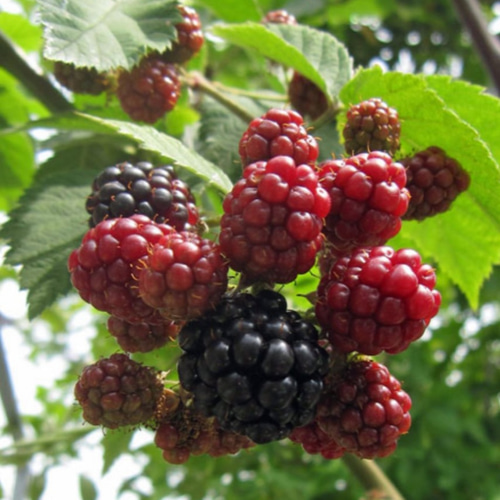 ブラックベリー【ソーンフリー】豊産性刺の殆どない扱いやすい美味しい