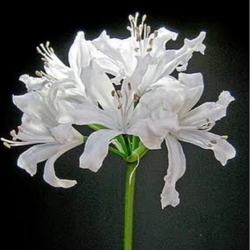 ダイヤモンドリリー ホワイト ネリネ1球 その他インテリア雑貨 鈴▷即