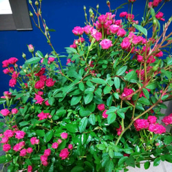 ミニミニ薔薇 【いちご姫】ダークローズな魅惑的な色彩 四季咲き 15