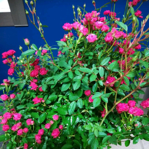ミニミニ薔薇 【いちご姫】ダークローズな魅惑的な色彩 四季咲き 15