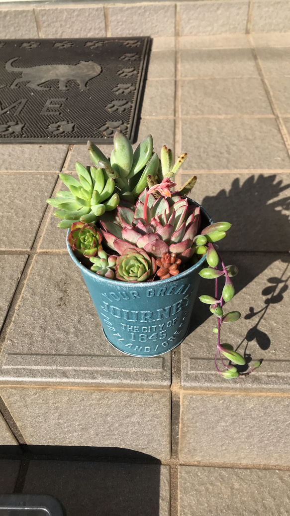 多肉植物そのまま飾れる寄せ植え 多肉植物 たにく508 通販