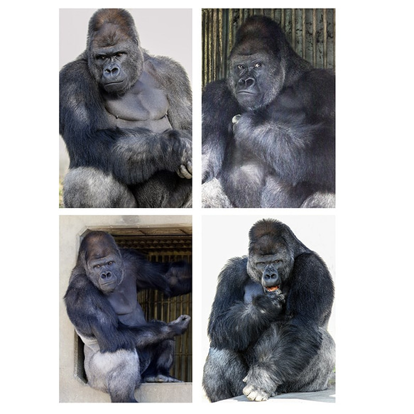 東山動物園のイケメンゴリラ「シャバーニ」とその家族(フォトブック) 2枚目の画像