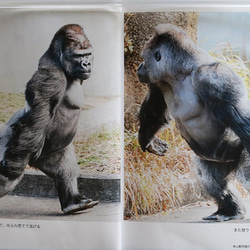 東山動物園のイケメンゴリラ「シャバーニ」とその家族(フォトブック) 4枚目の画像