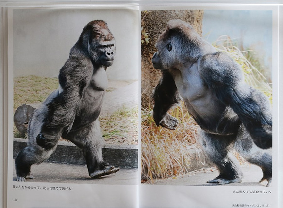 東山動物園のイケメンゴリラ「シャバーニ」とその家族(フォトブック) 4枚目の画像