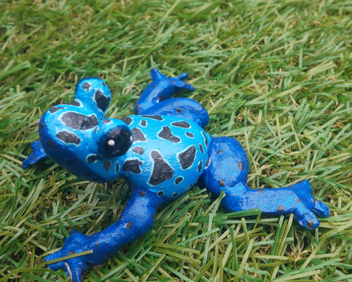 羊毛コバルトヤドクガエル コバルト ヤドクガエル Dendrobates tinctorius “azureus