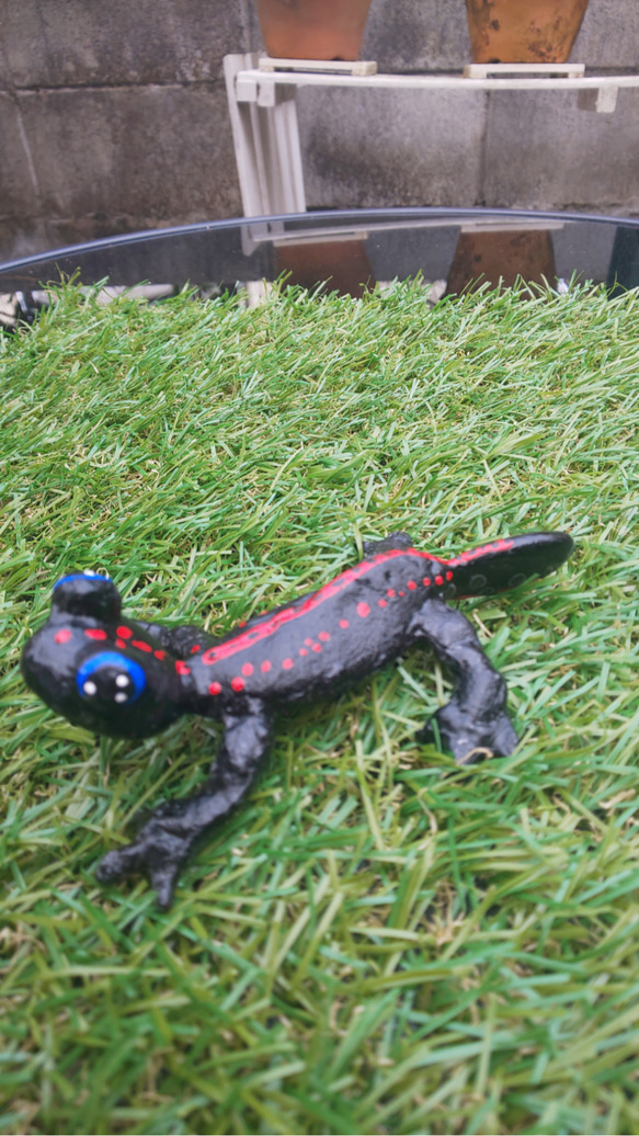 極美品【1点物】アカハライモリ① 8-9cm 50ml 極美品【1点物】アカハライモリ① 8-9cm 50ml