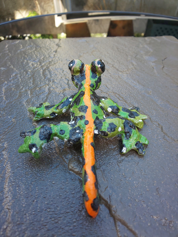 マダライモリ 5枚目の画像