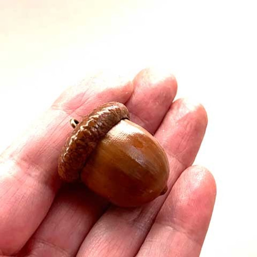 どんぐり レッドオーク 赤柏 赤ちゃん 3つ子 18組