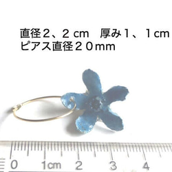 K16GF藍星箍耳環植物珠寶 第2張的照片