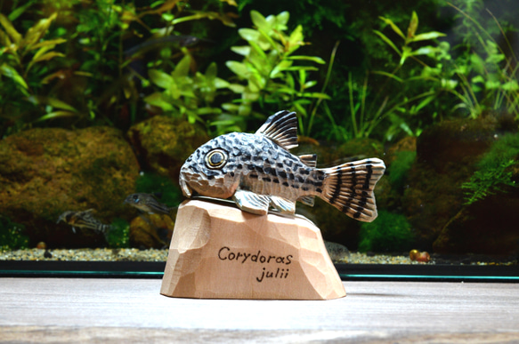 コリドラス　ジュリー　熱帯魚　アクアリウム　木彫　オブジェ 1枚目の画像