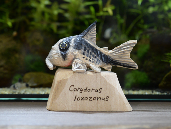 コリドラス　ロクソゾヌス　熱帯魚　アクアリウム　木彫　オブジェ 1枚目の画像
