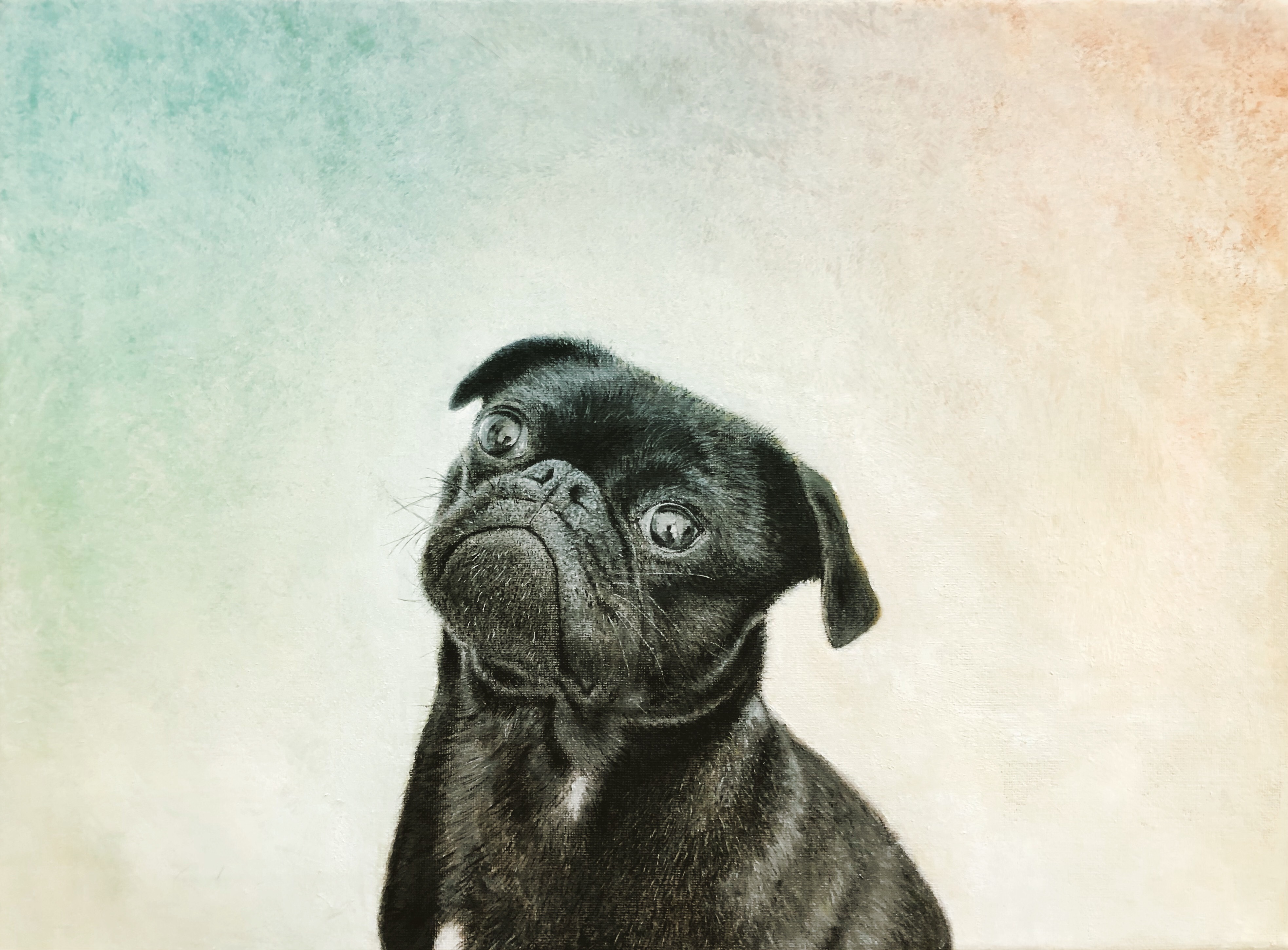 パグ❤️ 犬　原画　鉛筆画　絵画　手描き　イラスト　ハガキサイズ！！ パグ❤️ 犬 原画 鉛筆画 絵画 手描き イラスト ハガキサイズ