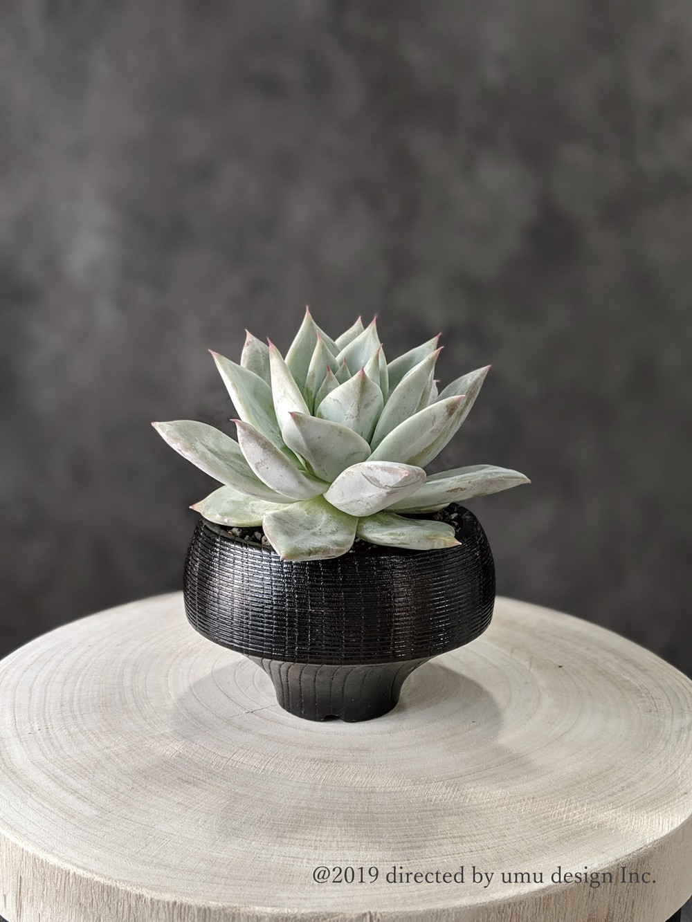 多肉植物の植木鉢　Craft　green　V-pot