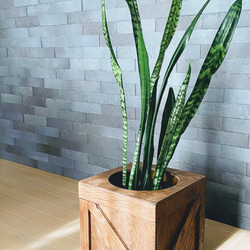 カントリー　ダストbox   観葉植物　アメリカン　ヴィンテージ 3枚目の画像