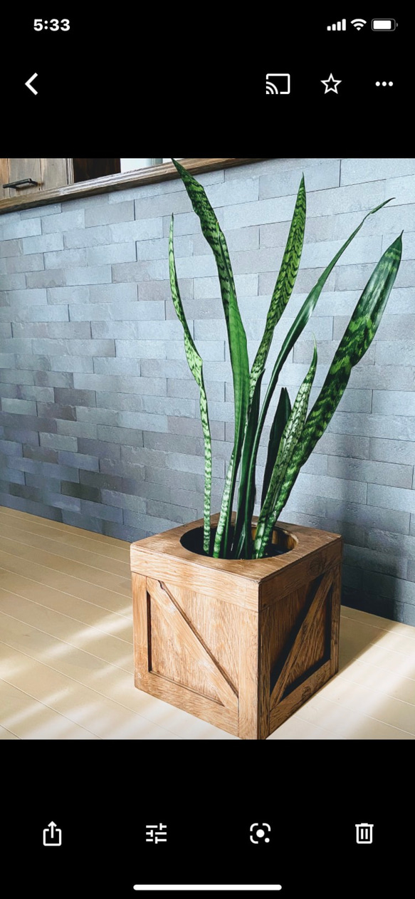 カントリー　ダストbox   観葉植物　アメリカン　ヴィンテージ 3枚目の画像