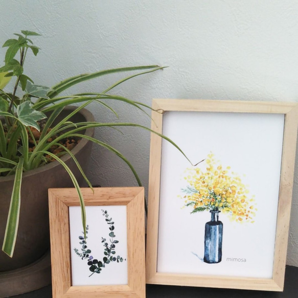 ①『mimosa』水彩画　はがきサイズ　3枚セット 5枚目の画像