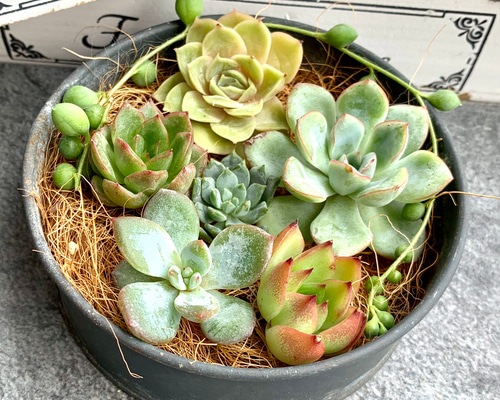 多肉植物カット苗【寄せ植えにどうぞ】 多肉植物 とらのお店 通販 