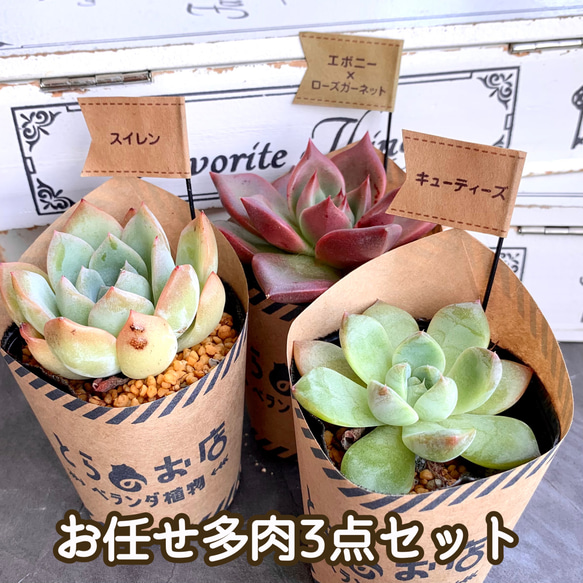 【多肉植物】お任せ3点セット 1枚目の画像