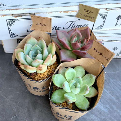 数量限定多肉植物福袋 多肉植物 とらのお店 通販 12974400｜Creema