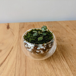 【虎耳草盆景】苔蘚微景觀 綠化 送禮 裝飾 植物禮品 第2張的照片