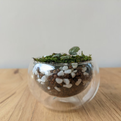 【虎耳草盆景】苔蘚微景觀 綠化 送禮 裝飾 植物禮品 第3張的照片