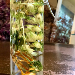 ガステラロエ ベイニー ガステリアロエ ガストロレア 多肉植物 観葉