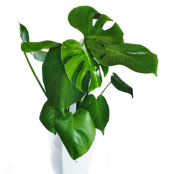 エバーフレッシュ ねむの木 エバーグリーン 緑 観葉植物 常緑 リース