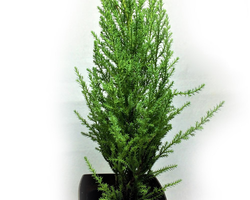 ミニミニコニファー ウィルマ ゴールドクレスト 苗木 円錐樹形 ライム