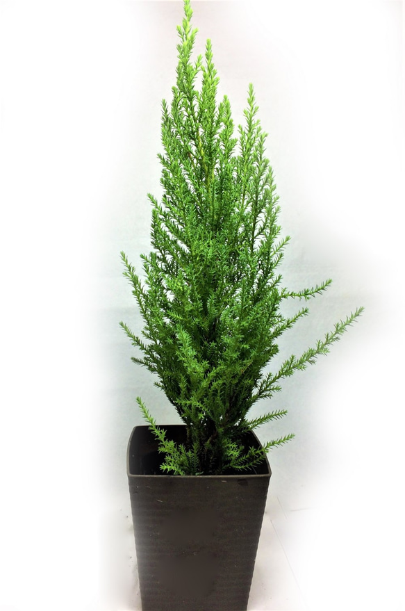 コニファー ゴールドクレスト苗 美形 170cm❗整った円錐形樹形 美しい葉色 コニファー ゴールドクレスト苗 美形 170cm❗整った円錐形樹形 美しい