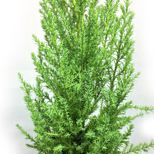 ミニミニコニファー ウィルマ ゴールドクレスト 苗木 円錐樹形 ライム