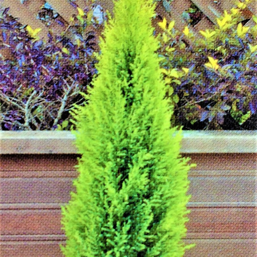 ミニミニコニファー ウィルマ ゴールドクレスト 苗木 円錐樹形 ライム