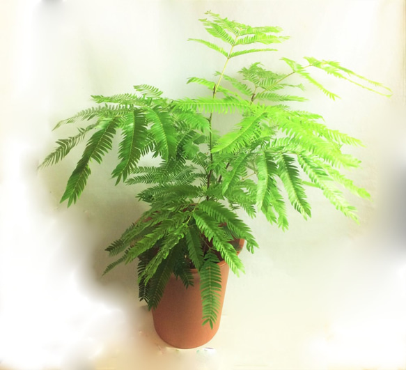 エバーフレッシュ ねむの木 エバーグリーン 緑 観葉植物 常緑 リース