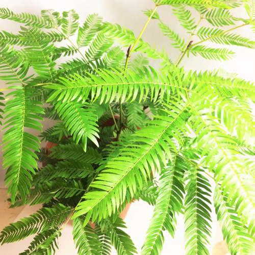エバーフレッシュ ねむの木 エバーグリーン 緑 観葉植物 常緑 リース