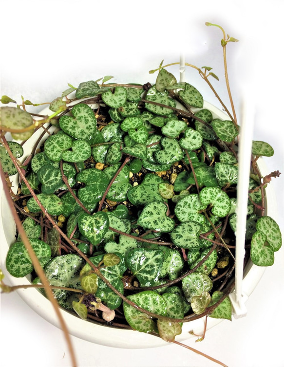 多肉寄せ植え✿ハートカズラ ハートカズラでおめかしな寄せ植え | 多肉に恋して heart