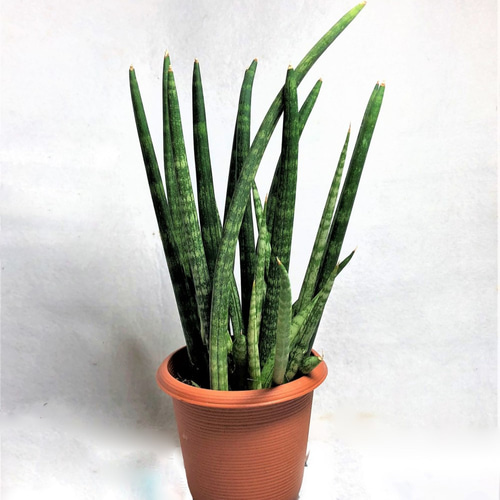 サンセベリア スタッキー斑入り 葉焼けあり 日当たりがよすぎた