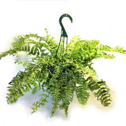 ネフロレピス フィッシュテール ファーン タマシダ ビセラータ