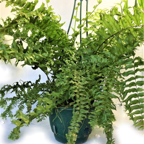 ネフロレピス フィッシュテール ファーン タマシダ ビセラータ