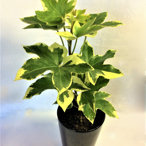 ファッツヘデラ ハトス ファトスヘデラ ヤツデ×アイビー 斑入り種 艶葉