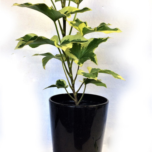 ファッツヘデラ ハトス ファトスヘデラ ヤツデ×アイビー 斑入り種 艶葉