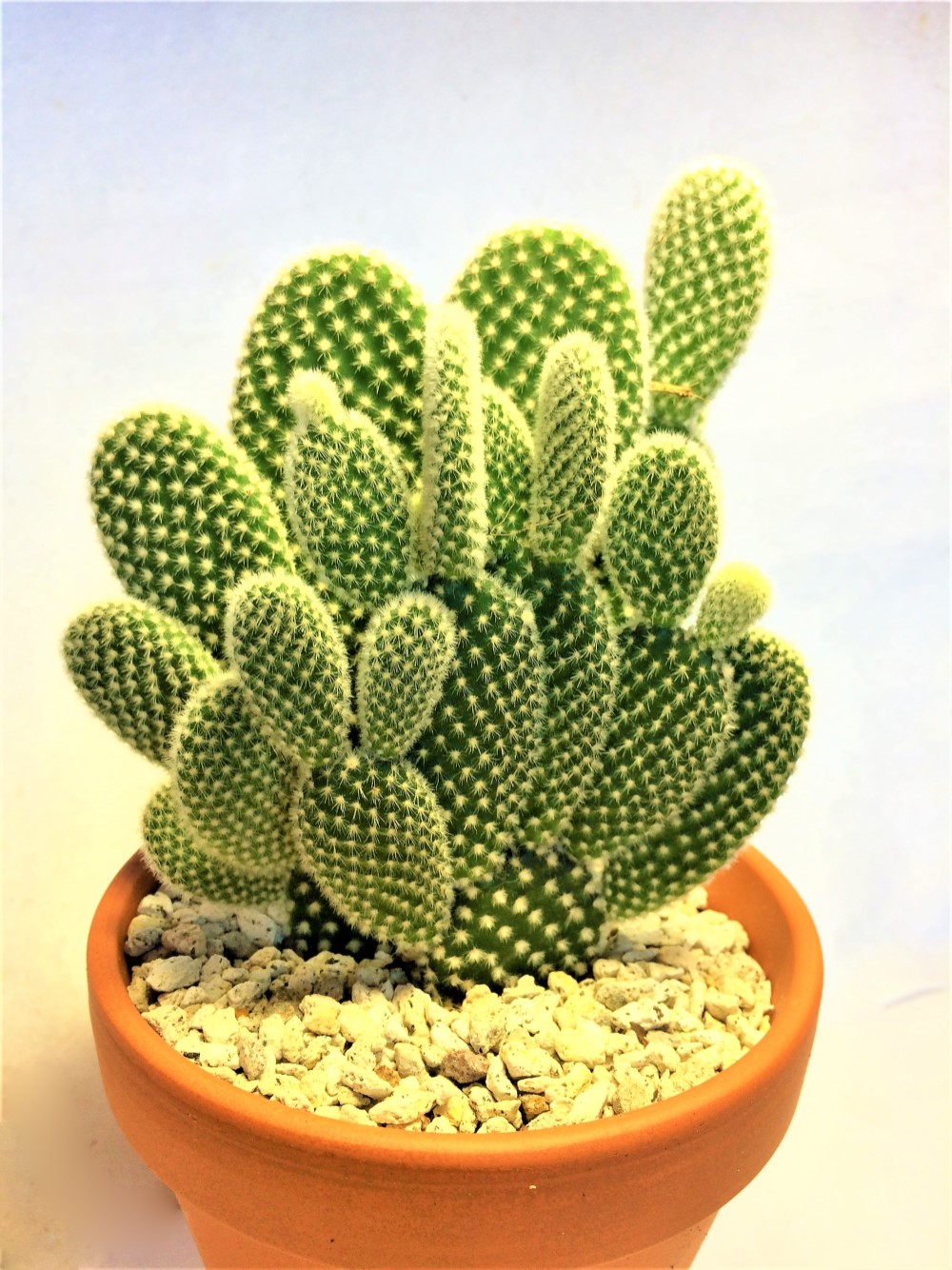 中型サボテン 緑色 トゲあり　アズレア　団扇サボテン　ウチワサボテン Amazon.co.jp: HUMOR団扇サボテン(うちわ、ウチワ)「金武扇