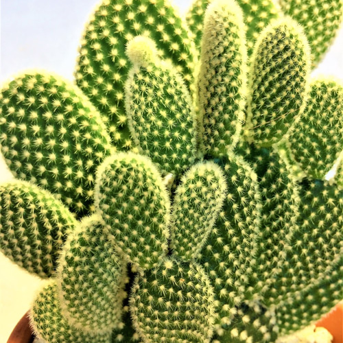 大きな緑色のサボテン □多肉植物・サボテン□NEW！現品販売サボテン オプンチア