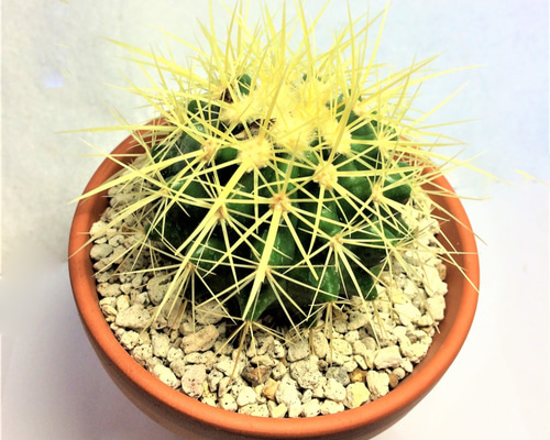 0_c83d3352d77b1d74e6b24c00f117