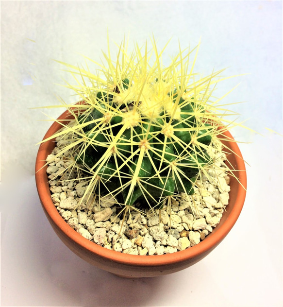 サボテン 金鯱 エキノカクタス 棘物 観葉植物 緑 グリーン 常緑 多年性