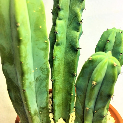 柱サボテン 竜神木 ミルティロカクタス 棘物 観葉植物 緑 グリーン ...