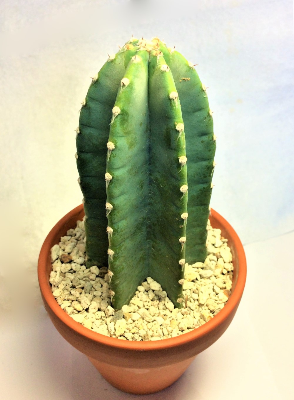 柱サボテン細長い緑色 鬼面角 柱サボテン 鬼面角 3本仕立て 高さ120㎝程度 – Little Green Planet